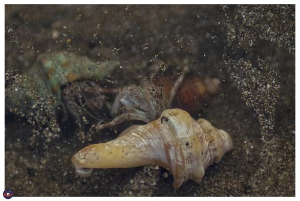 the hermit crab near the camera, look at its eye stalks!