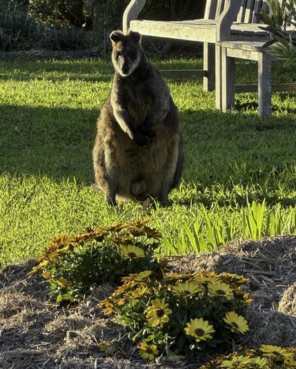 Swamp Wallaby - Akolele NSW