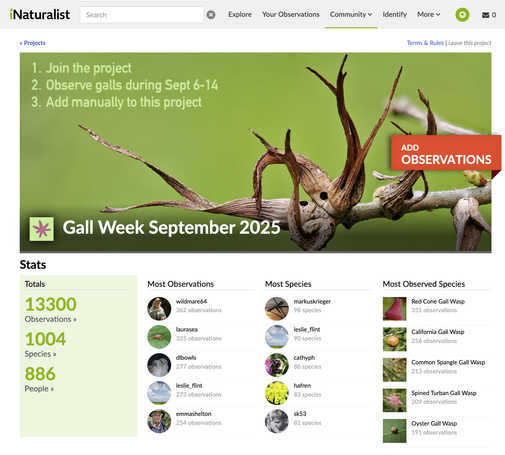Screen shot of a web page on iNaturalist for the Gall Week September 2025 project, featuring a large photograph of a twig bearing contorted, antler-like galls. Below are listings of the statistics, icons of users who had the most observations and greatest number of observed species. Also a listing of which species was most observed overall (red cone gall wasp).