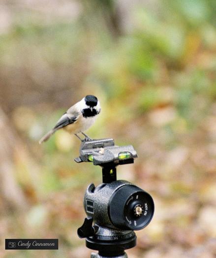 Petite Mésange sur un trépied de photo. Photographie par Cindy Cinnamon