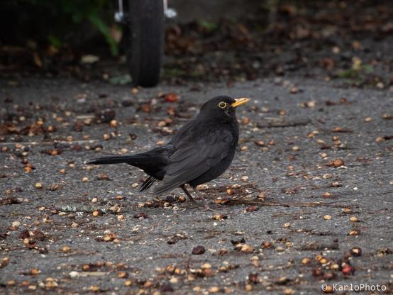 A black bird with a broken beak.
