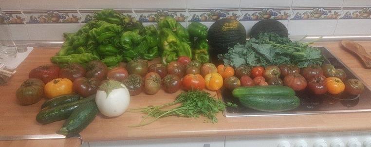 Contenido de la cesta de la semana sobre una encimera de cocina.
En primer plano, a la izquierda unos calabacines y una (gran) berenjena blanca. Luego un manojo de perejil y pepinos.
A continuación dos (largas) hileras de tomates. Detrás un manojo de hojas de kale.Y al fondo dos melones.
Y al fondo a la izquierda, un montonazo de pimientos italianos y gordos.