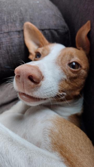 Rescue podenco happily relaxing on a sofa. He is soooooooo cute.