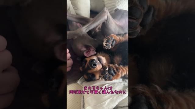 イタグレの寝相が悪すぎる件 #イタグレ #イタグレとの暮らし #イタリアングレーハウンド #ダックスフンド #ダックスのいる暮らし #ダックスの日常 #犬多頭飼い