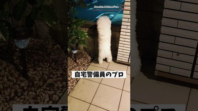 【ビションフリーゼ】ほんの小さな異変も見逃さない警備員がこちらです 【犬と猫、両方飼ってると毎日かわいい♥】