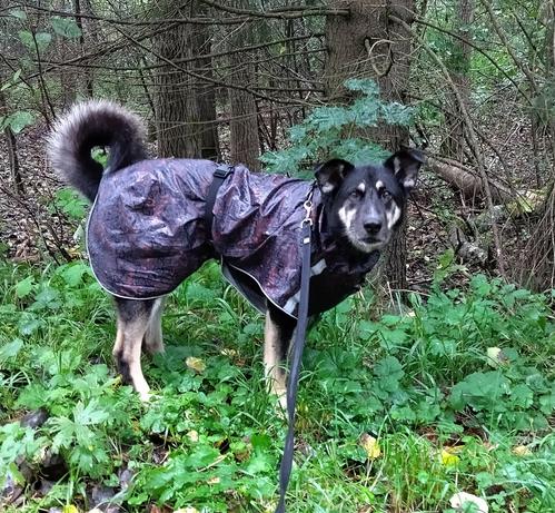 A dog is standing in the forest. She's wearing a raincoat and by the looks of her, she doesn't like it that much.