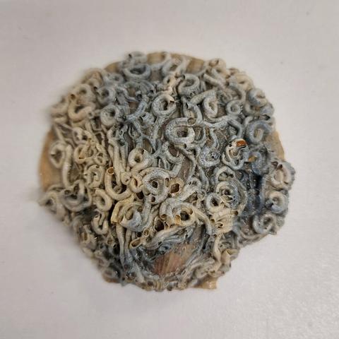 A scallop shell covered with an intricate lattice of white and grey worm tubes.