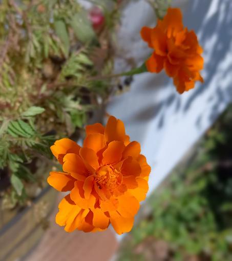 Two bright orange marigold flowers in a planter on my porch.