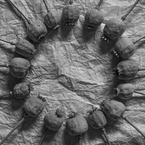 Black and white photo, contrasty, gives the impression of being grainy but isn't. Background is a much crumpled and uncrumpled piece of Korean mulberry writing paper. 
On the paper a circle of Papaver somniferum (breadseed poppy) seed pods, the cultivar Hungarian Blue, that remains mostly closed after ripening - this trait deliberately bred in so the seeds will not spill. Nevertheless there are a couple of stray seeds on the paper. The crop is square and the circel fills most of it.