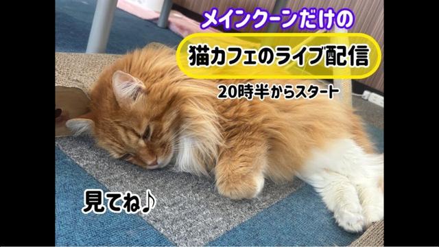 メインクーンだけの【猫カフェのライブ配信】#cat #cooncat #mainecat #もふもふ