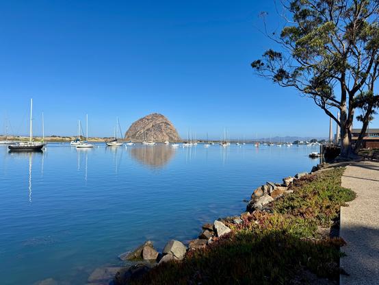 Standing at the shoreline in the small town of Morro Bay, California, looking at the sailboats moored in the bay with Morro Rock in the distance. The sky is blue, and there is a tree along the shoreline.