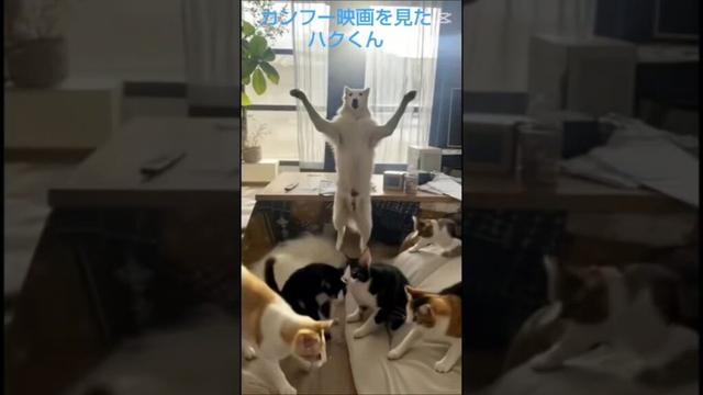 カンフー映画を見たハク君🐶🎵　Haku watched a kung fu movie 🐶🎵