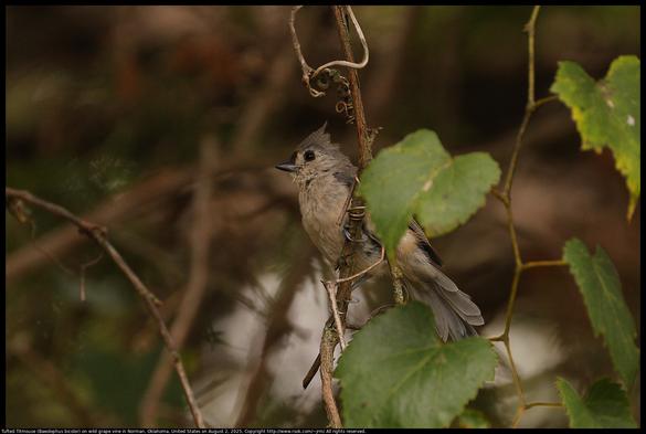 A Tufted Titmouse (Baeolophus bicolor) was standing in dark shade on a wild grape vine in Norman, Oklahoma, United States on August 2, 2025.