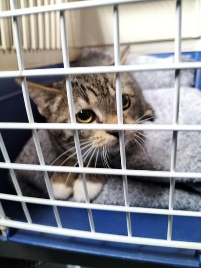 Eine kleine getigerte Jungkatze in einer Transportbox