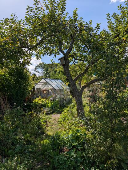 Blick aufs Gewächshaus im Kleingarten mit altem Apfelbaum und Weißdorn