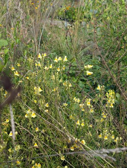 Munter blüht das Gemeine Leimkraut zwischen verblühten Stauden.