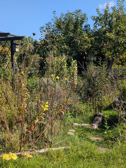 Wegwarte und Nachtkerze blühen neben dem kleinen Pfad durch verblühte Stauden und Gräser. Weiter hinten der alte Apfelbaum.