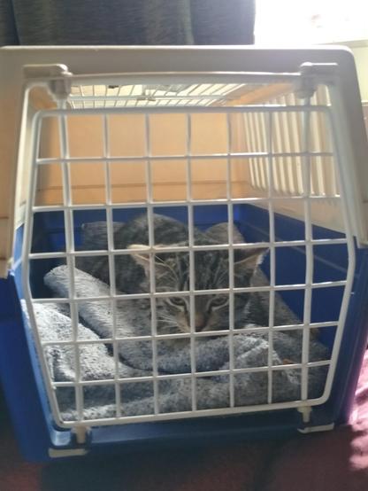 Eine kleine getigerte Jungkatze in einer Transportbox