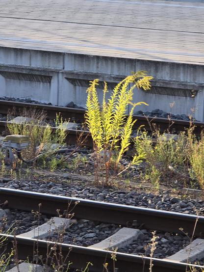 Pflanze mit langen, fiedrigen Blättern im Gegenlicht am Abend zwischen Bahnglrisen mit einer Bahnsteigkante im Hintergrund.