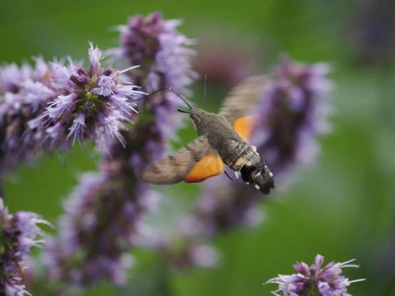Ein Taubenschwänzchen trinkt an einer lila Blüte. Der Schwärmer hat einen langen Rüssel mit dem er Nektar aus der Blüte saugt. Die Flügel sind braun und orange. Der Körper ist relativ dick und läuft in einen kegelförmigen Kopf aus.