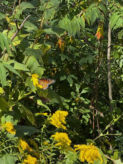 A monarch butterfly pollinating a yellow flower
- - -
Un papillon monarque qui pollinise une fleur jaune