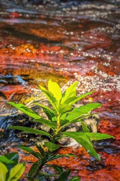 A vibrant, detailed close-up shot of a small green plant with glossy leaves, growing near a river. The water behind the plant is a striking mix of red, orange, and brown hues, with sunlight glinting off the surface creating bright, scattered reflections.