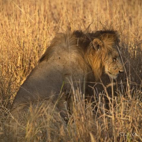 Tired lion, settling down for a rest at sunset