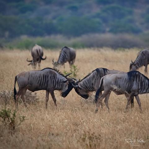 Wildebeest going head-to-head in Tarangire National Park