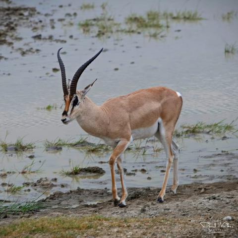 Grant's gazelle in the Ngorongoro Crater