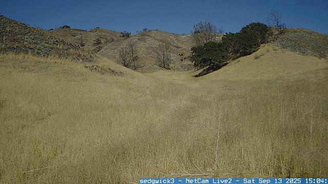 As part of a post-fire research program, a new camera site has been established at the Sedgwick Reserve in the Santa Ynez Valley (California). Camera images will help document scrub recovery following a 2024 fire that burned approximately 3000 acres of the reserve. Dominant species in the landscape include Salvia leucophylla; Hesperoyucca whipplei; Avena fatue; and Brassica nigra. In this image, the vegetation is generally tan, yellow, brown, and gold. The slopes behind have a few trees and the sky is blue.