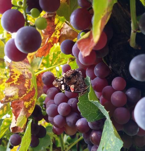 Sitzender Admiralfalter (Vanessa atalanta) inmitten von blauen Weintrauben und Weinblättern.
