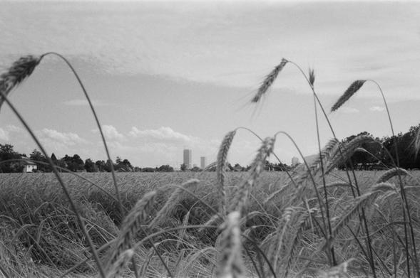 Hier sieht man am Horizont die neuen Hochhäuser in Kagran und davor eine landwirtschaftliche Nutzfläche in Leopoldau bei Floridsdorf. Ja, in Wien gibt es auch Landwirtschaft.