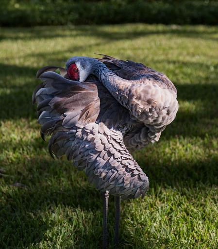 A sandhill crane twisting its neck and body to prune and clean its large fluffy feathers. The mottled sunlight highlights the bird's many feathers and the green grass in the background.