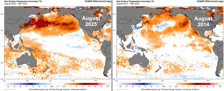Two graphics of the Pacific Ocean basin showing sea surface temperature departures from the 1981-2010 average for August 2025 (left) and August 2014 (right).