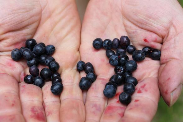 Two open hands holding freshly picked blueberries. Blueberries have colored the palms and fingers red in few places. In the bottom right corner you can see green background.