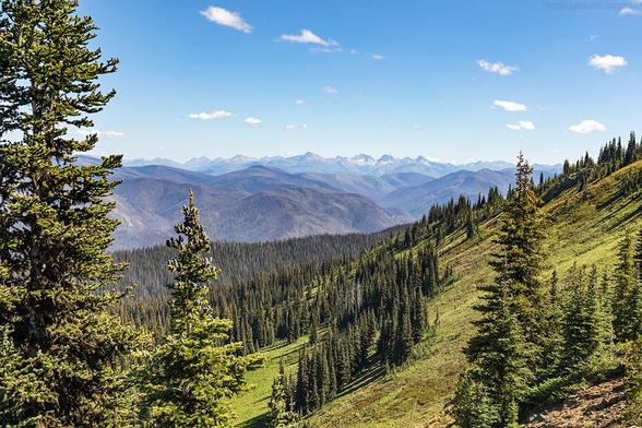 Subalpine meadows in British Columbia. A slope with small plants in large fields are dotted with patches of subalpine fir trees. Further in the distance rolling hills and mountains are covered in a large burn scar from a 2022 wildfire. Beyond that are some taller mountain peaks in the North Cascades range.