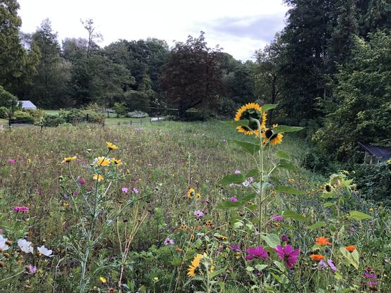 An einem Abhang zum Schwentineufer eine hohe Sonnenblume mit mehreren Blüten, umgeben von verschiedensten bunten Blumen und Gräsern.