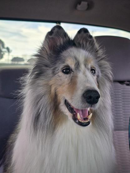 A dog is in the backseat of a truck. The dog is looking off camera and has a smile on his face.