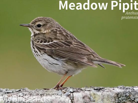 🌍 Meadow Pipit (Anthus pratensis) 

The Meadow Pipit is a small, slender bird with a brown back and a buff-coloured, heavily streaked breast. It has dull pink legs and a long hind claw. Meadow Pipits are common throughout the Palearctic, including much of Europe and Asia. They are migratory over most of their range but are year-round residents in western Europe. They prefer open habitats like grasslands, moorlands, and coastal marshes. No subspecies are recognised. 2.5 Flash (Edited) 

Fun fact: During the breeding season, the male Meadow Pipit performs a fluttering "parachute" display flight high in the air.

Conservation status: Least Concern (IUCN 3.1)

📷: Photo by karsten_madsen via Pixabay 

BGJP