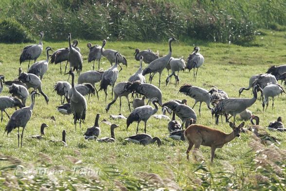 Kraniche, Gänse und 1 Reh auf einer Wiese