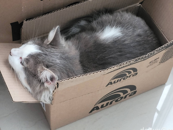 A grey and white cat whose name is Flokito barely fitting in a cardboard box