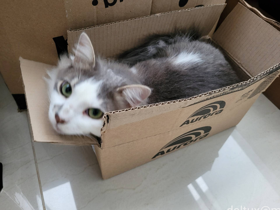 A grey and white cat whose name is Flokito barely fitting in a cardboard box and looking at the camera. The side of the box has a black logo with the word Aurora.
