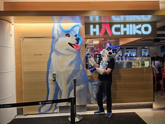 A blue/white husky fursuiter stands next to the sign for Hachiko, an Asian fusion restaurant. Their mascot is a blue and white Akita.