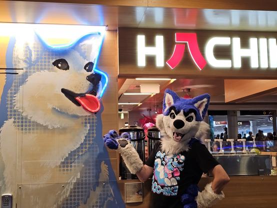 A blue/white husky fursuiter stands next to the sign for Hachiko, an Asian fusion restaurant. Their mascot is a blue and white Akita.