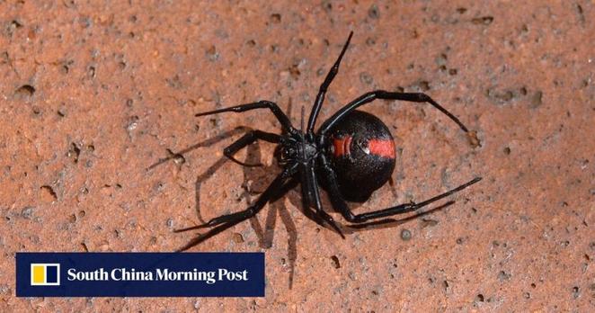 Redback spider scare at Japan’s Osaka Expo sparks safety warnings