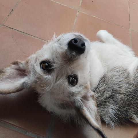 Foto de un perrito tumbado mirando hacia arriba a cámara pidiendo cariños con la mirada. Tiene las orejas hacia atrás lo que le hace parecer un triángulo.