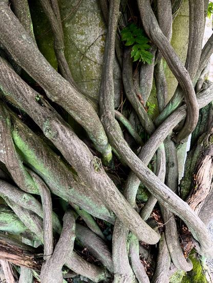 A closeup of thick vines that are twisted and tangled. Green algae grows on some of them, adding a dash of color and nuance. These were growing up the pillars of pergolas at the Biltmore House in Asheville, North Carolina.
