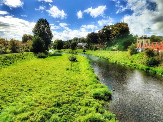 Die Weiße Elster bei Plauen. Links das frische Grün am Ufer des Flusses, im Hintergrund Bäume. Rechts hinter Büschen Häuser und weitere Bäume.