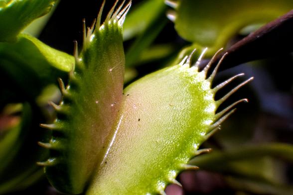 Macro shot of an opened venus fly trap
