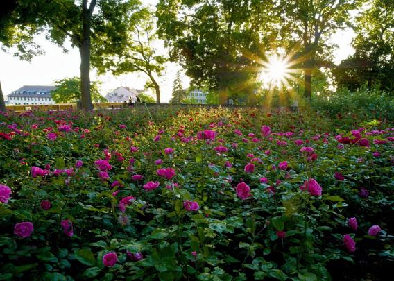 roses and sunstar in a park in nürnberg, during the lgm2025 photo walk, germany